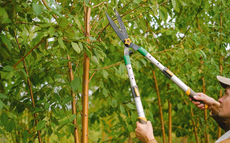 Tree trimming in Florahome, FL